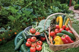 The Basics: Growing an Organic Vegetable Garden @ Danbury Library | Danbury | Connecticut | United States